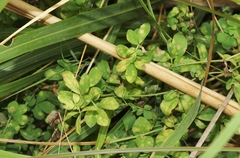 Uromyces anthyllidis