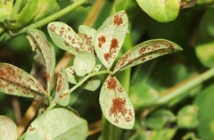 Uromyces anthyllidis