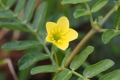 Tribulus