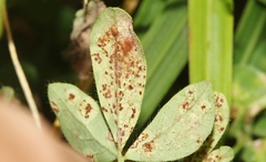 Uromyces anthyllidis