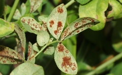 Uromyces anthyllidis