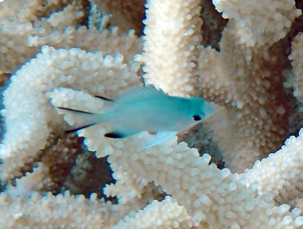 Blackfin Damselfish