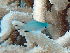 Blackfin Damselfish photo 1