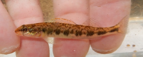 Gilt Darter