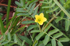 Tribulus