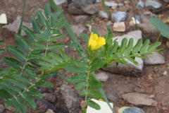 Tribulus