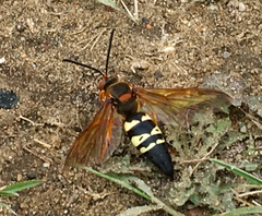 Sphecius speciosus
