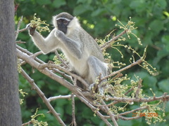 Chlorocebus tantalus