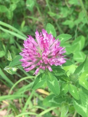 Trifolium pratense