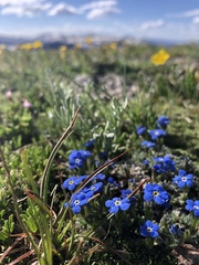 Eritrichium argenteum