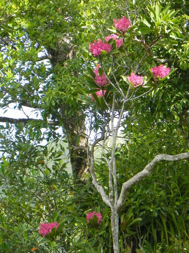 Tapeinosperma scrobiculatum observed 2014-11-25