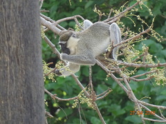 Chlorocebus tantalus