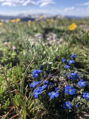 Eritrichium argenteum