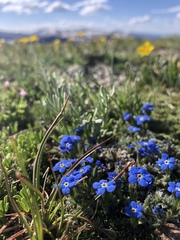 Eritrichium argenteum