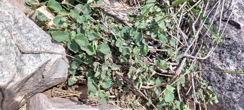 Image of Pavonia cymbalaria by (c) Lauu, some rights reserved (CC BY)