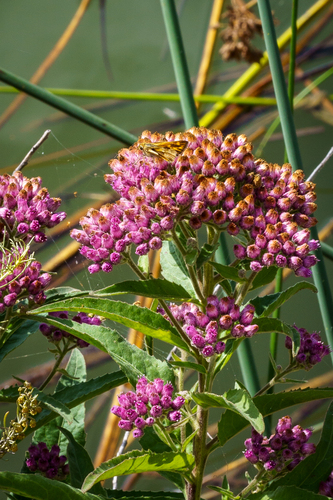iNaturalist observation photo of sweetscent
