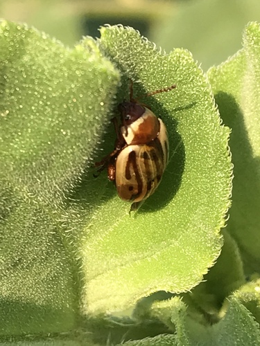Sunflower beetle photo 4