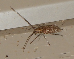 Monochamus carolinensis