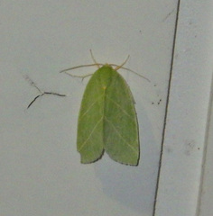 Bena bicolorana