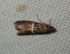 Elegia similella