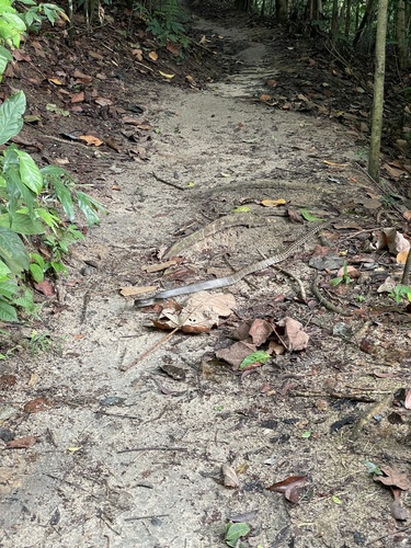 Keeled Rat Snake