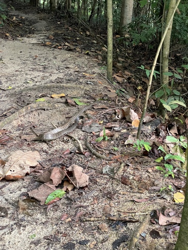 Keeled Rat Snake