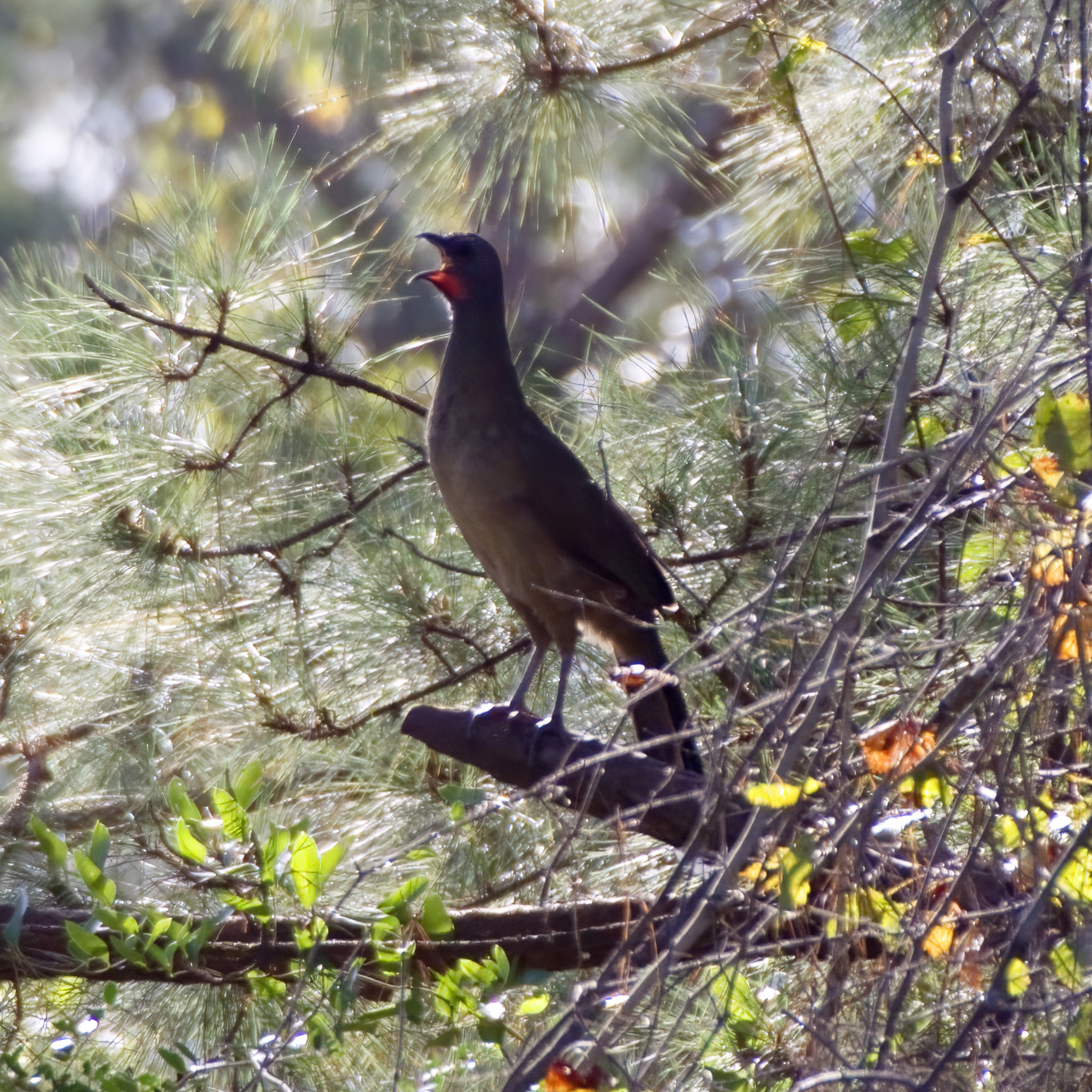 Plain Chachalaca (Ortalis vetula)