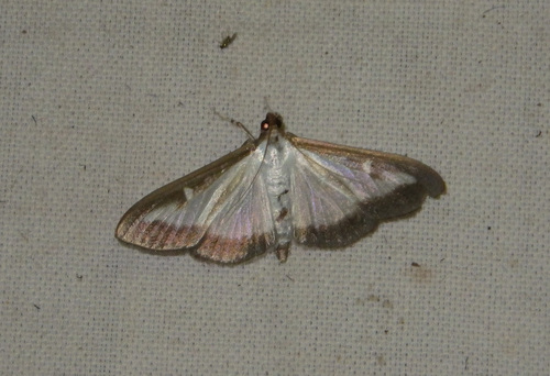 Box tree moth