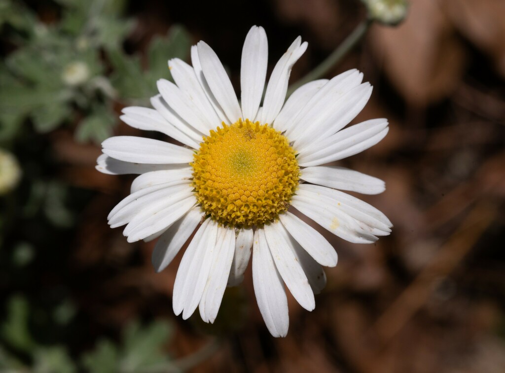 Chrysanthemum horaimontanum