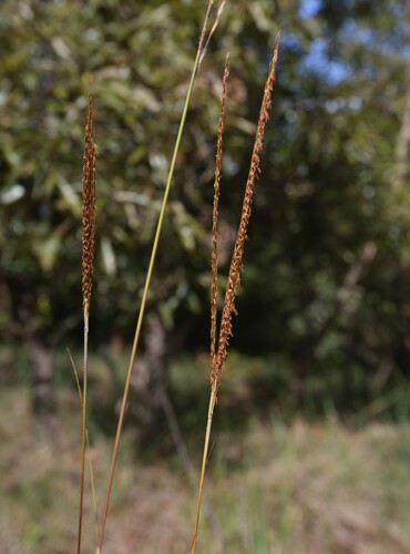Eulalia speciosa iNat (3)