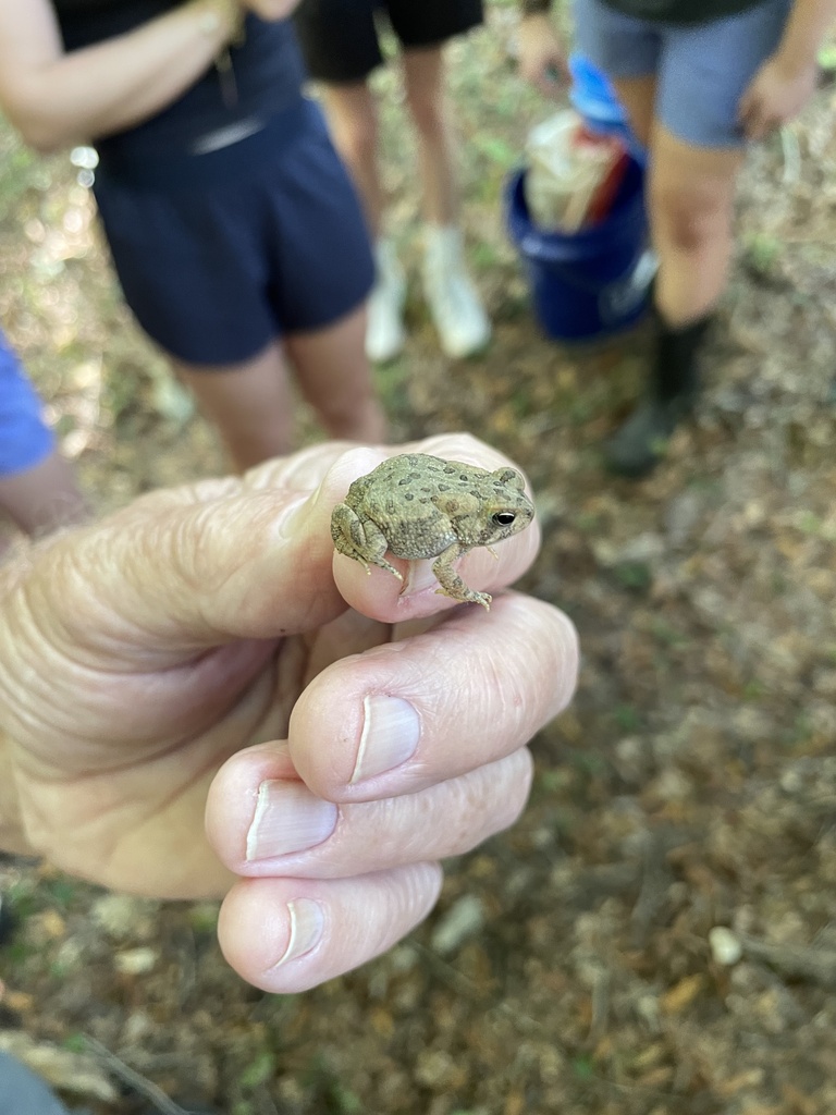 Fowler's Toad from Old Overton Rd, Vestavia Hills, AL, US on October 9 ...