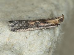 Honora montinatatella