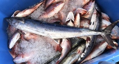 Scomberomorus cavalla