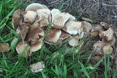 Agrocybe molesta