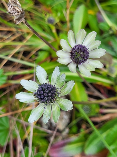 Image of Eryngium humile by (c) Jacek Pietruszewski, some rights reserved (CC BY)