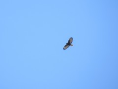 Buteo jamaicensis