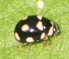 Brachiacantha decempustulata