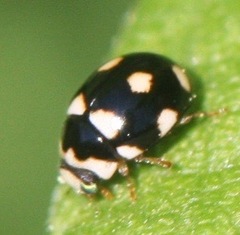 Brachiacantha decempustulata