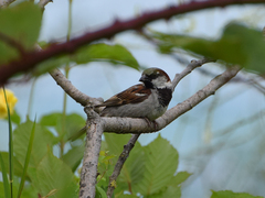 Passer domesticus