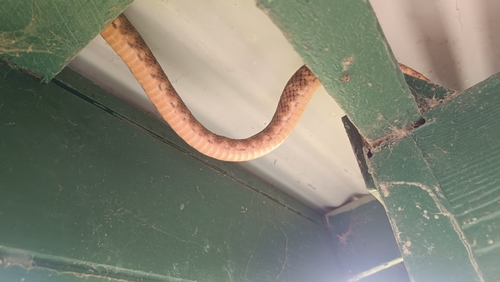 Brown Tree Snake sighting