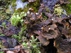 Peltigera kristinssonii