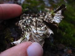 Peltigera kristinssonii
