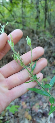 Image of Oenothera gaura by no rights reserved