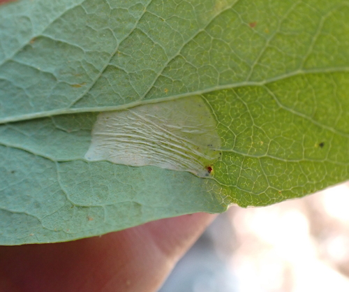 Huckleberry Leafminer