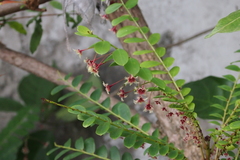 Phyllanthus pulcher