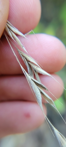Image of Bromus pubescens by no rights reserved