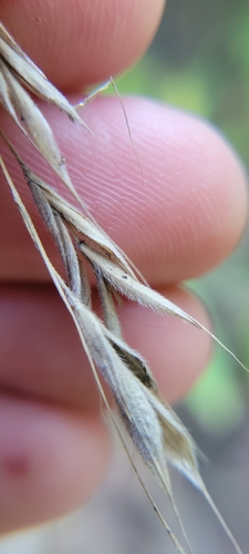 Image of Bromus pubescens by no rights reserved
