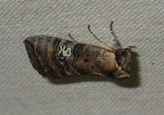 Tethea ocularis