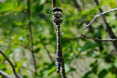 Cordulegaster bidentata