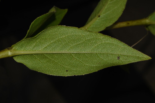 Image of Silphium perplexum by (c) Brian Finzel, some rights reserved (CC BY-SA)